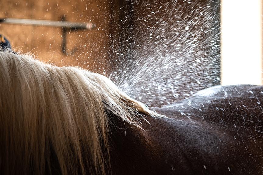 how to bath a horse in winter